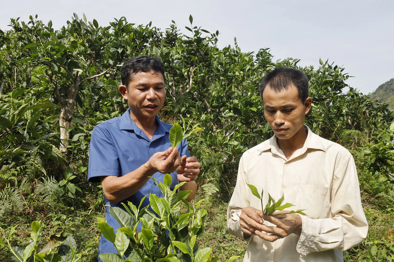 Xã Bản Liền (Bắc Hà) đi đầu trong trồng chè hữu cơ.