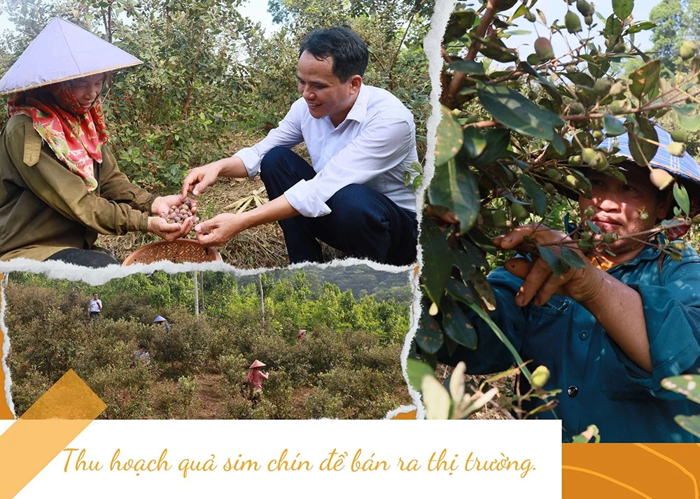 Thu tiền triệu mỗi ngày nhờ trồng sim ảnh 3