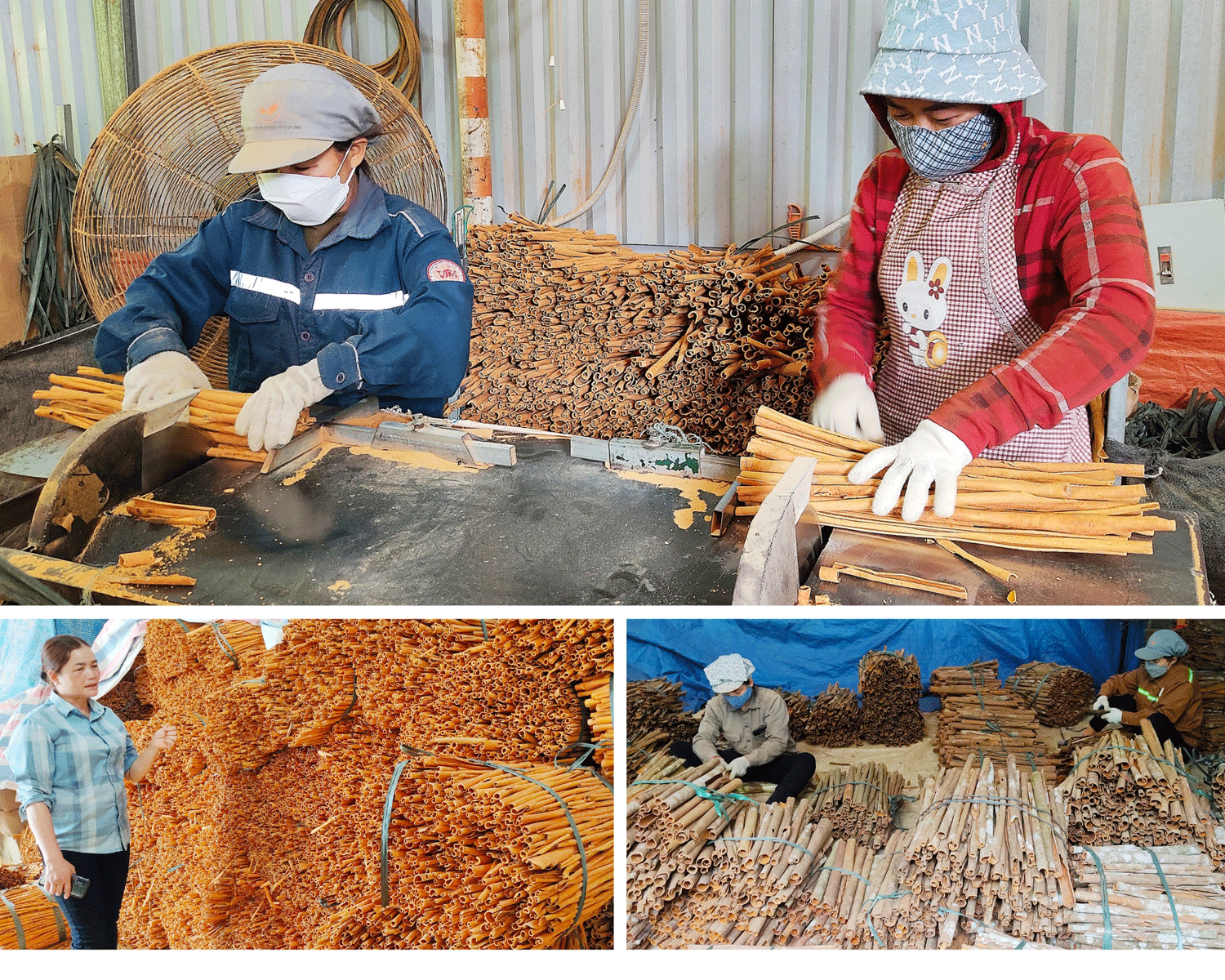 Liên kết đưa sản phẩm quế vươn ra thế giới ảnh 1