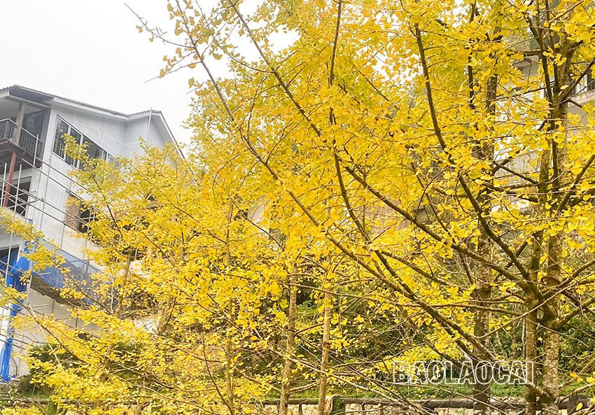 Rặng cây vàng rực sắc ở Sa Pa ảnh 1 Rặng cây vàng rực sắc ở Sa Pa ảnh 1