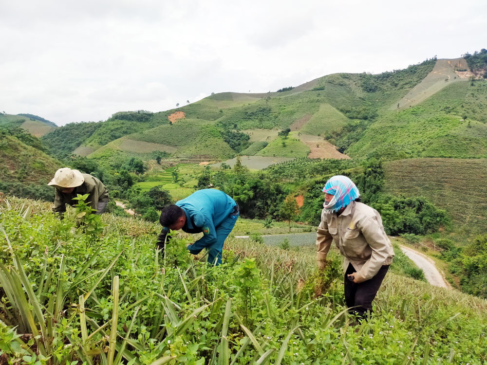 Nông dân vùng trồng dứa hàng hóa làm cỏ bằng tay thay vì sử dụng thuốc diệt cỏ. Nông dân vùng trồng dứa hàng hóa làm cỏ bằng tay thay vì sử dụng thuốc diệt cỏ.