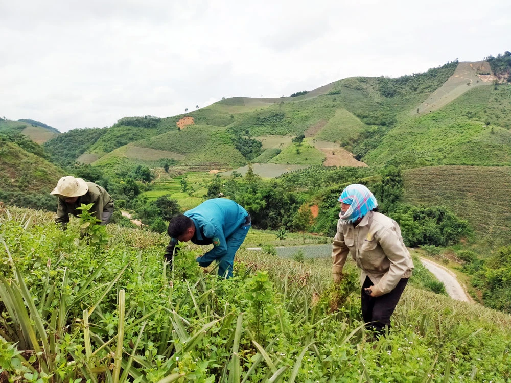 Nông dân vùng trồng dứa hàng hóa làm cỏ bằng tay thay vì sử dụng thuốc diệt cỏ. Nông dân vùng trồng dứa hàng hóa làm cỏ bằng tay thay vì sử dụng thuốc diệt cỏ.