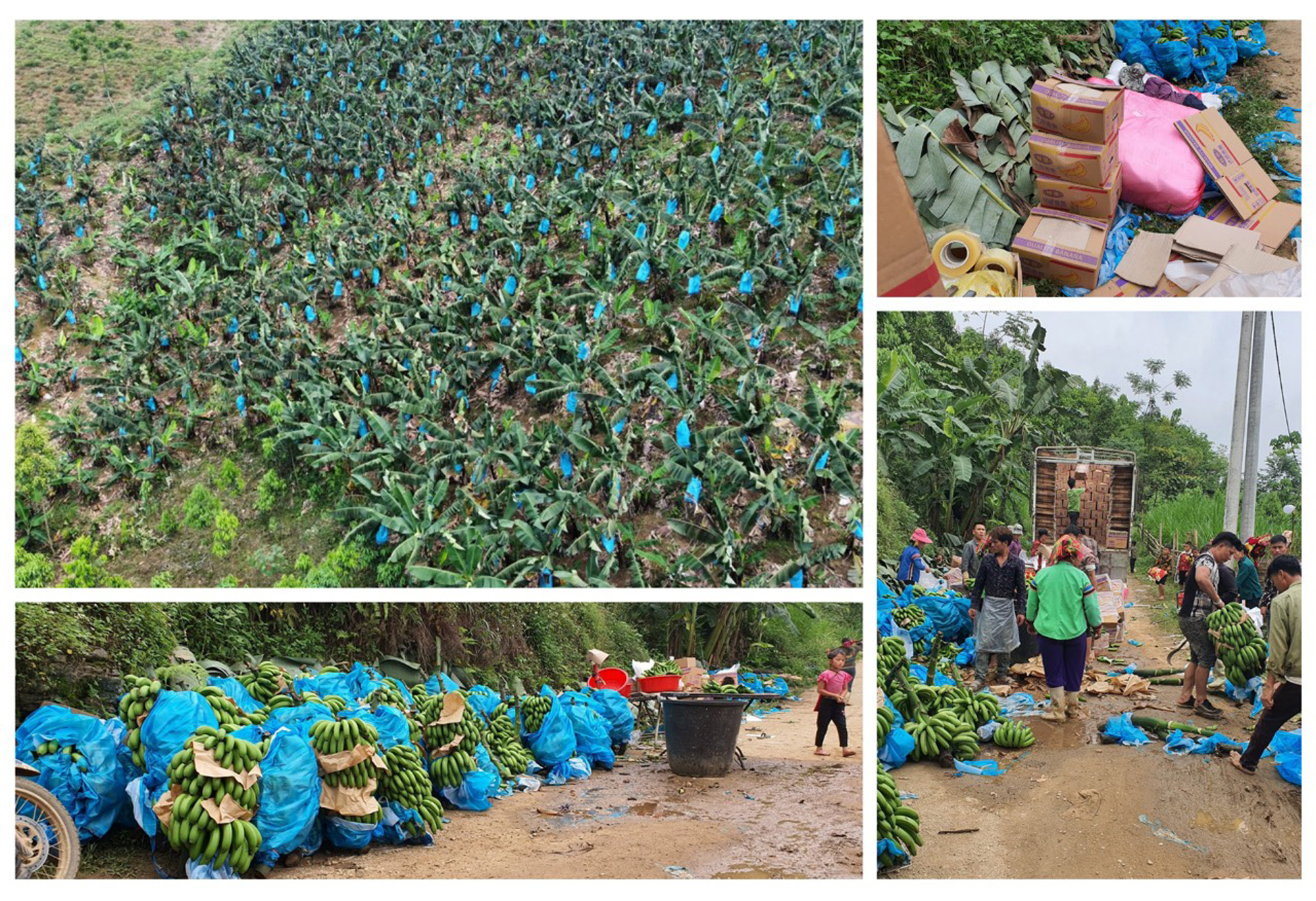 Nỗ lực tìm đường xuất khẩu cho quả chuối Xuân Hòa ảnh 1