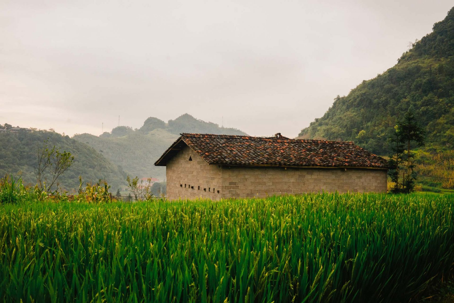 Thu về trên bản Lô Lô Chải ảnh 3 Thu về trên bản Lô Lô Chải ảnh 3