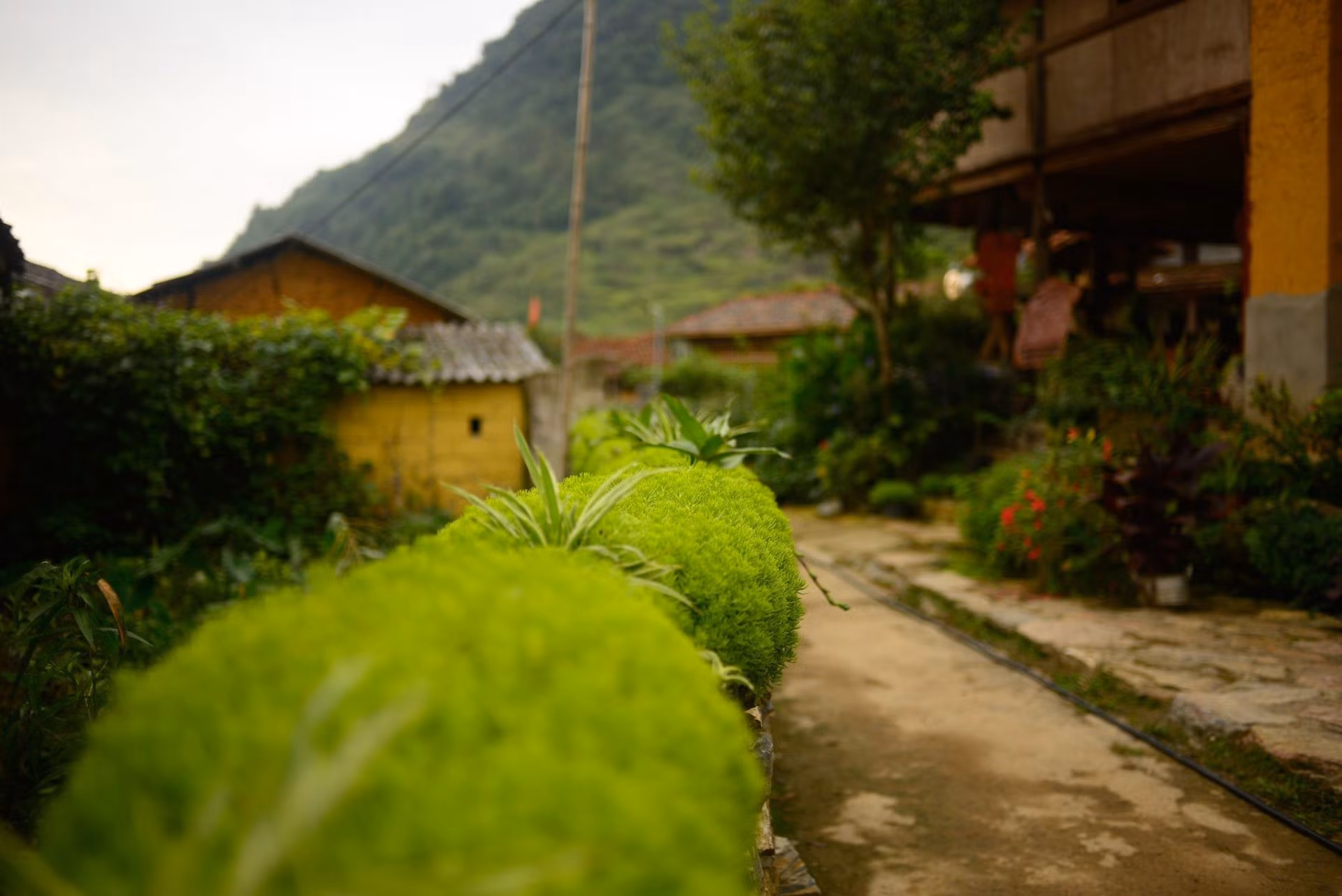 Thu về trên bản Lô Lô Chải ảnh 4 Thu về trên bản Lô Lô Chải ảnh 4