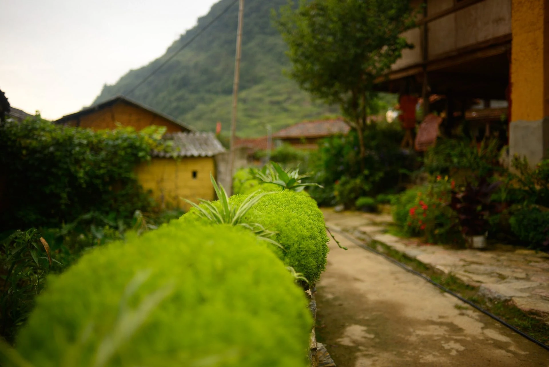 Thu về trên bản Lô Lô Chải ảnh 4