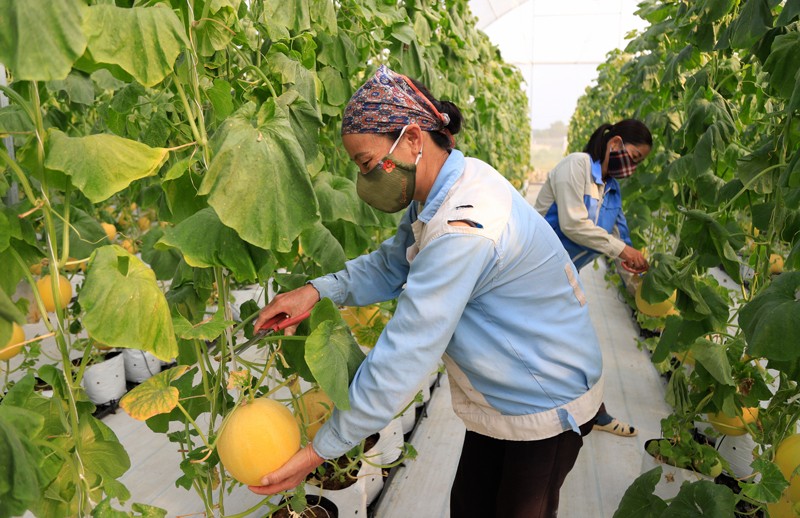 Thu hoạch dưa lưới tại Hợp tác xã Nông nghiệp công nghệ cao Quyết Tiến (huyện Sóc Sơn). Ảnh: Nguyễn Quang Thu hoạch dưa lưới tại Hợp tác xã Nông nghiệp công nghệ cao Quyết Tiến (huyện Sóc Sơn). Ảnh: Nguyễn Quang