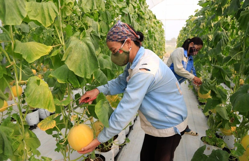 Thu hoạch dưa lưới tại Hợp tác xã Nông nghiệp công nghệ cao Quyết Tiến (huyện Sóc Sơn). Ảnh: Nguyễn Quang