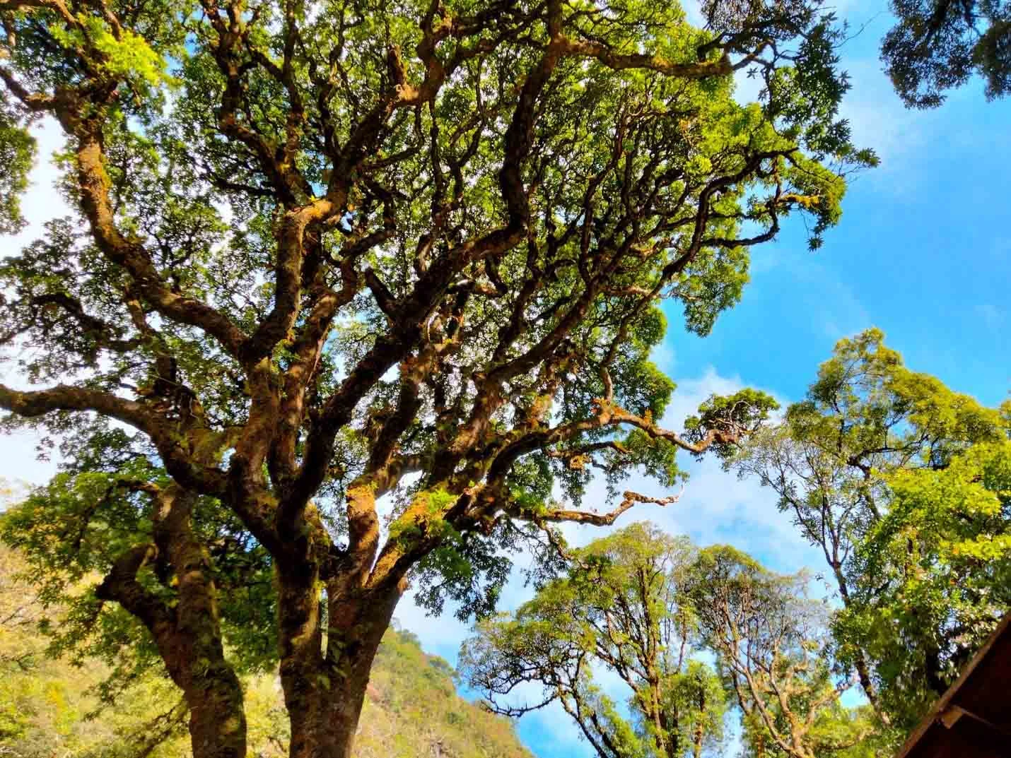 Trekking đỉnh Lùng Cúng, trải nghiệm mới khi đến Mù Cang Chải ảnh 7 Trekking đỉnh Lùng Cúng, trải nghiệm mới khi đến Mù Cang Chải ảnh 7