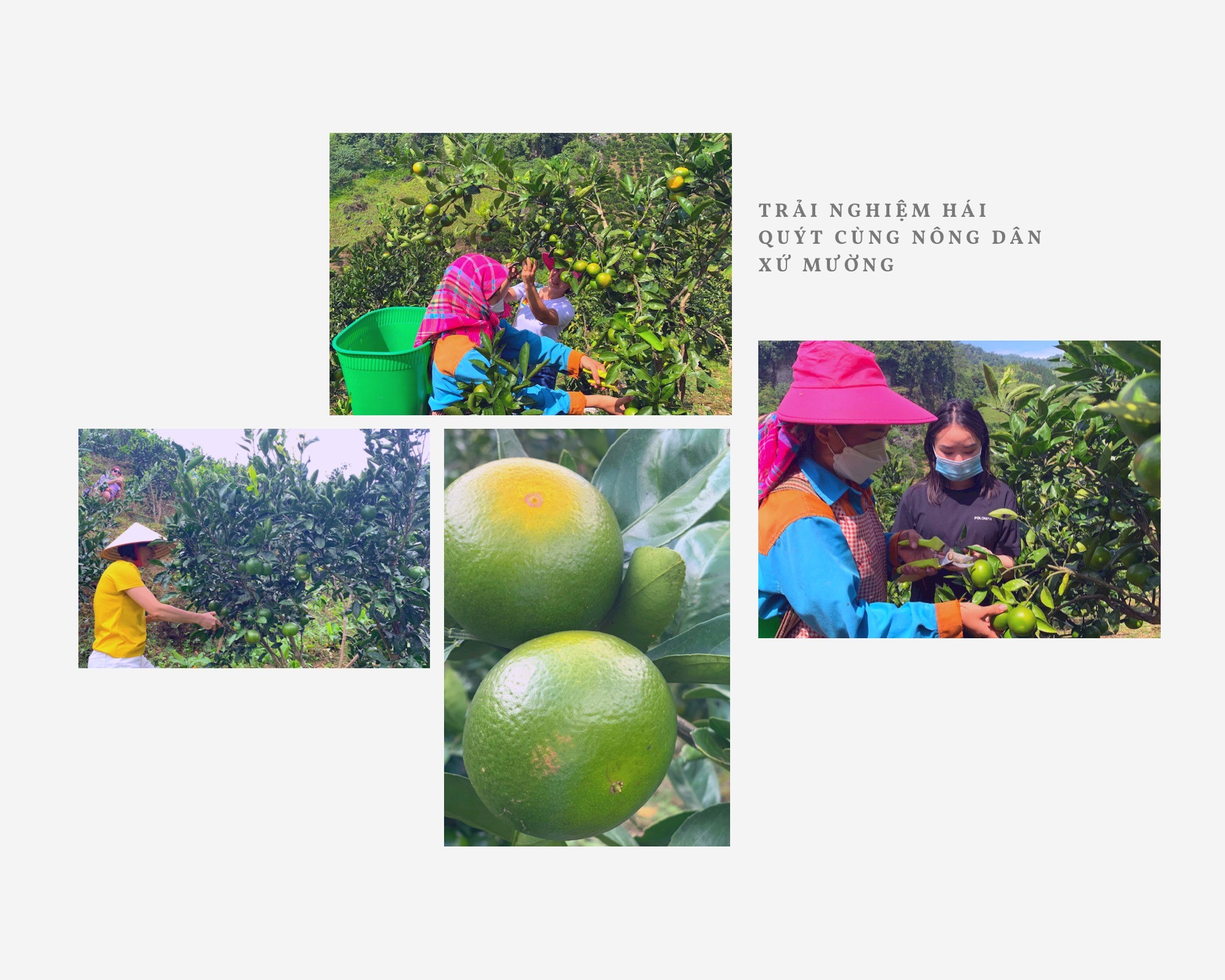 Xứ Mường vào vụ quýt chín sớm ảnh 3