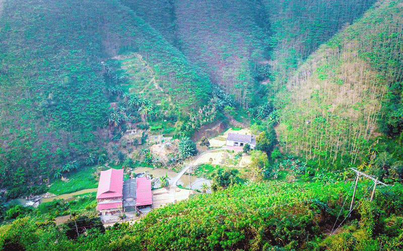 Những cánh rừng trẩu trên đèo Mã Yên Sơn (Bảo Yên, Lào Cai). Những cánh rừng trẩu trên đèo Mã Yên Sơn (Bảo Yên, Lào Cai).