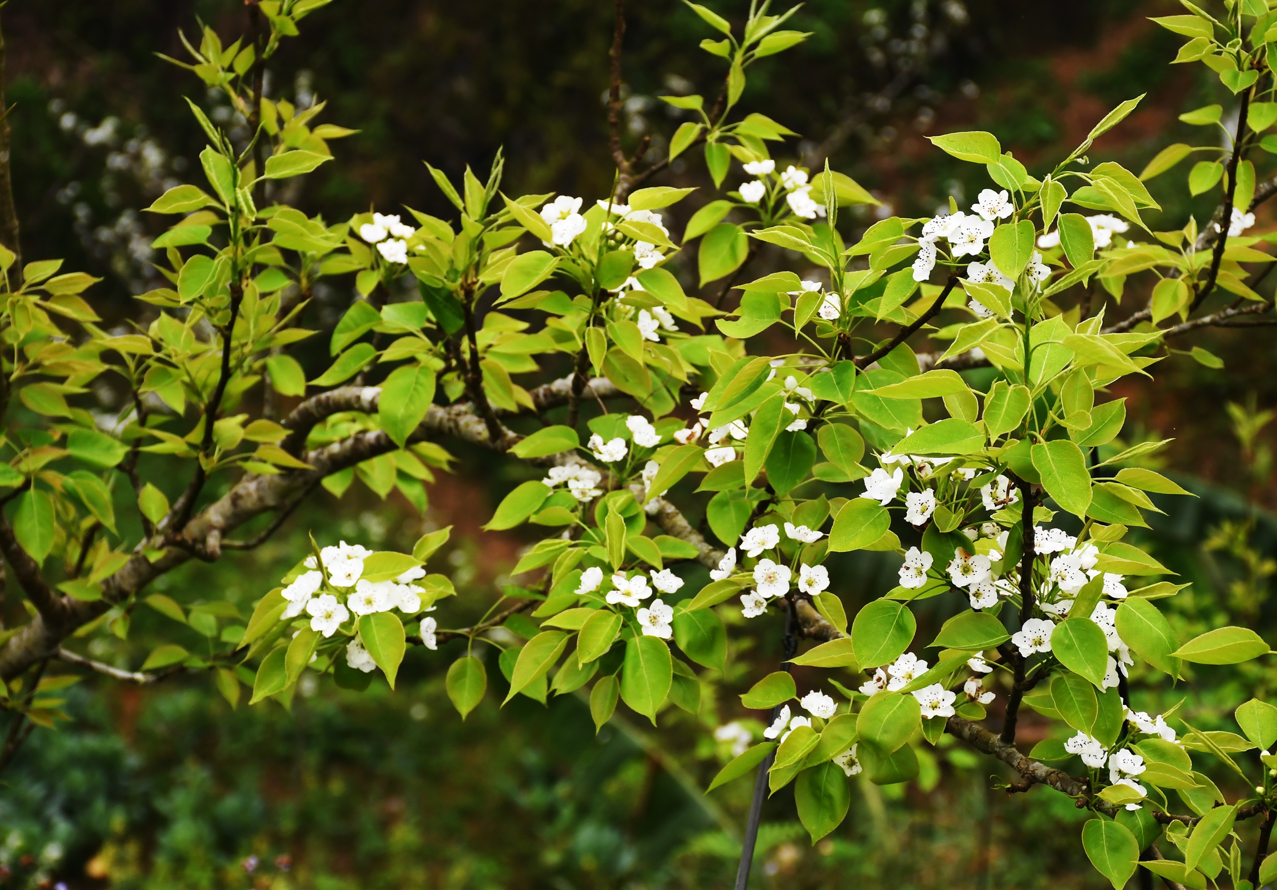 Hoa lê tại xã Quan Hồ Thẩn đang bắt đầu nở.