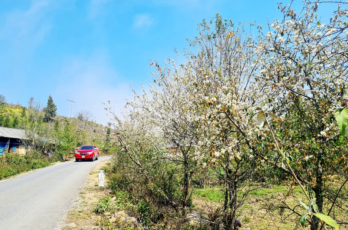 Dọc hai bên đường, những hàng sơn tra đua nở.