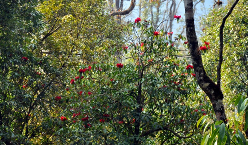 Chiêm ngưỡng vẻ đẹp “đệ nhất hoa" của núi rừng Ky Quan San ảnh 9 Chiêm ngưỡng vẻ đẹp “đệ nhất hoa" của núi rừng Ky Quan San ảnh 9