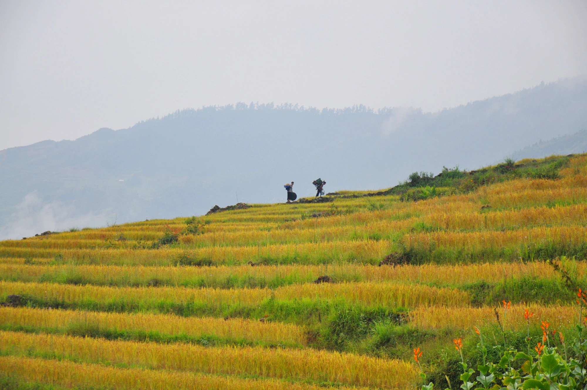 Món quà của mùa thu ảnh 2