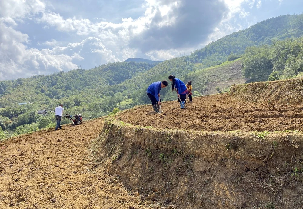 Nông dân Trịnh Tường (Bát Xát) làm đất, gieo cấy lúa mùa sớm.