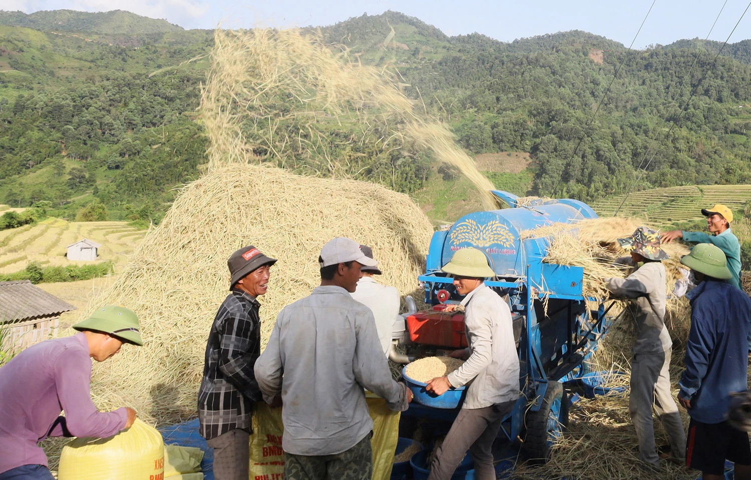 Đa số người dân sử dụng máy đập liên hoàn để tách lấy thóc.