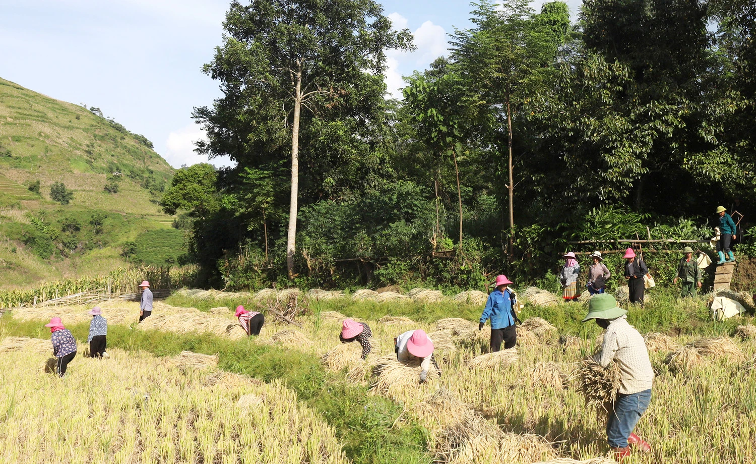 Người dân vùng cao thu hoạch lúa.