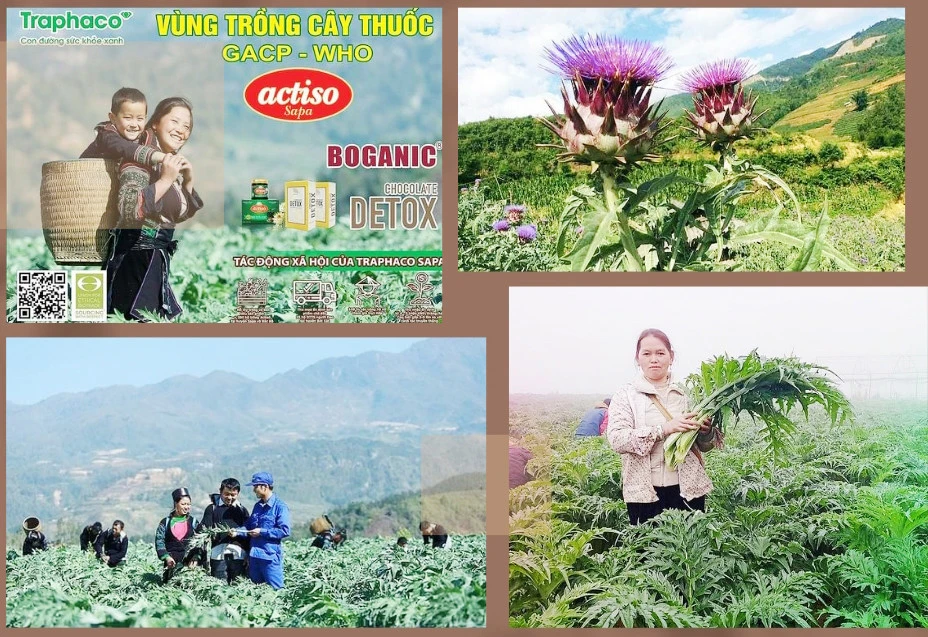 Công ty TNHH Một thành viên Traphaco Sapa liên kết với người dân thị xã Sa Pa mở rộng diện tích trồng cây atiso.