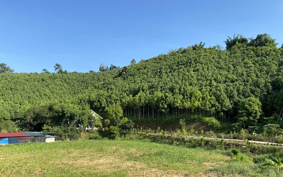 Hiện nay, Khởi Khe được mệnh danh là đất quế ở thị trấn Nông trường Phong Hải.