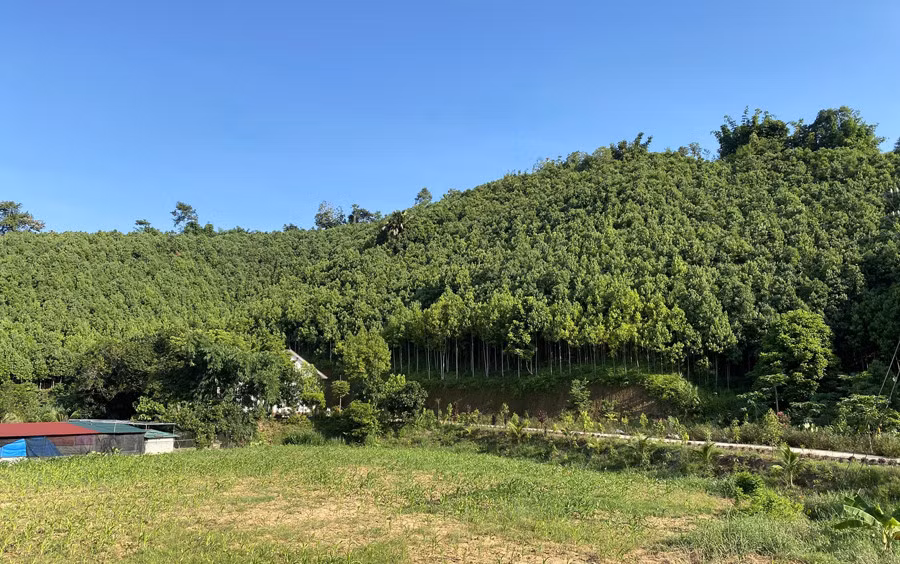 Hiện nay, Khởi Khe được mệnh danh là đất quế ở thị trấn Nông trường Phong Hải.