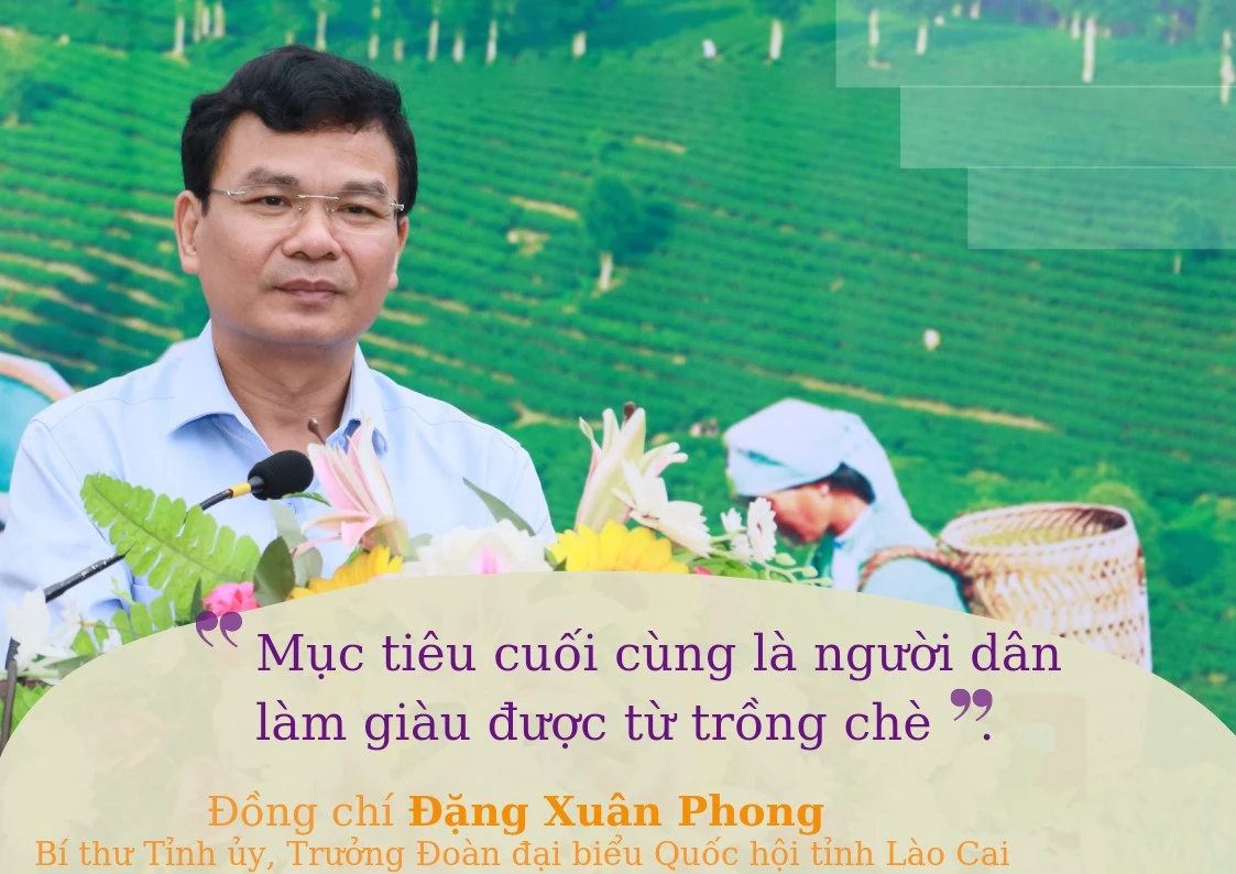 Đưa Mường Khương trở thành vùng trọng điểm chè của tỉnh ảnh 2