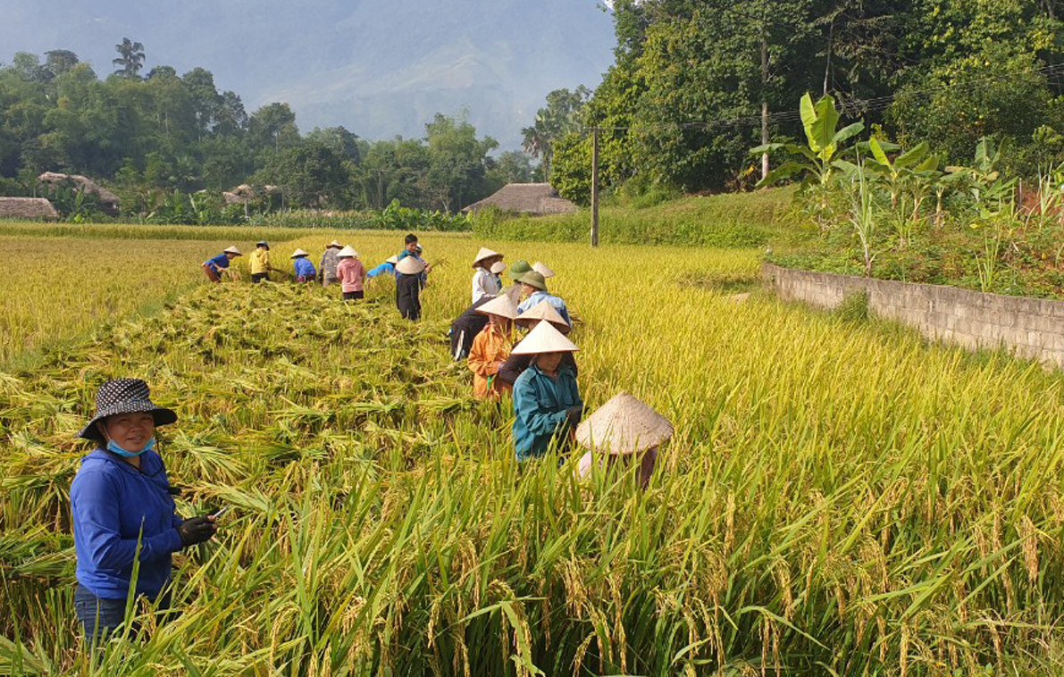 Nông dân Nghĩa Đô thu hoạch lúa xuân.