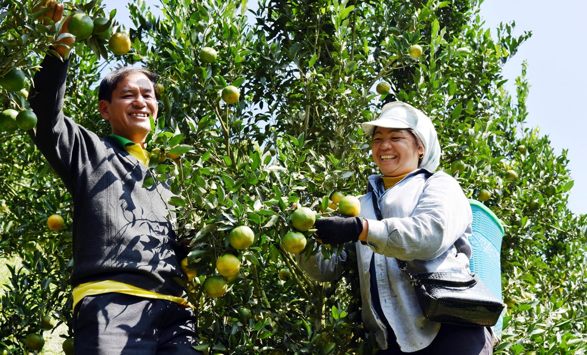 Niềm vui của vợ chồng anh Làn Mậu Thành, thị trấn Mường Khương. Niềm vui của vợ chồng anh Làn Mậu Thành, thị trấn Mường Khương.