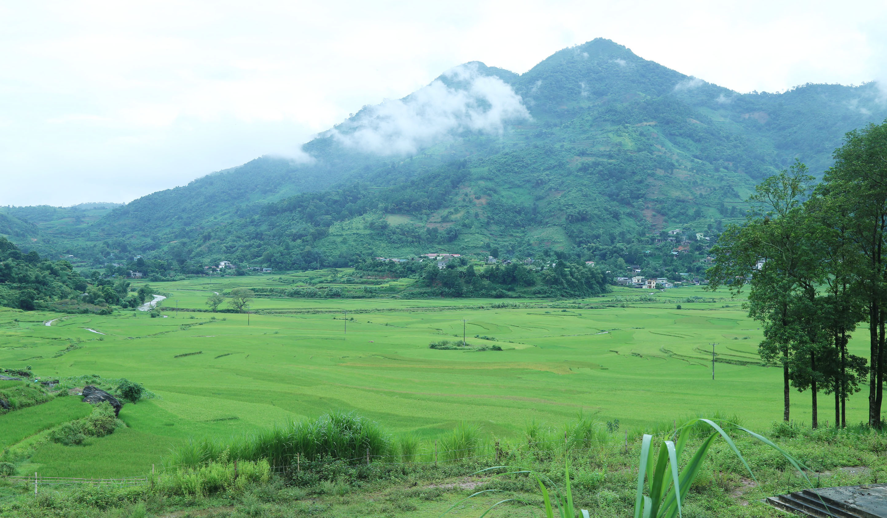 Cánh đồng lúa Mường Vi xanh tốt nhờ được tưới tiêu đầy đủ.