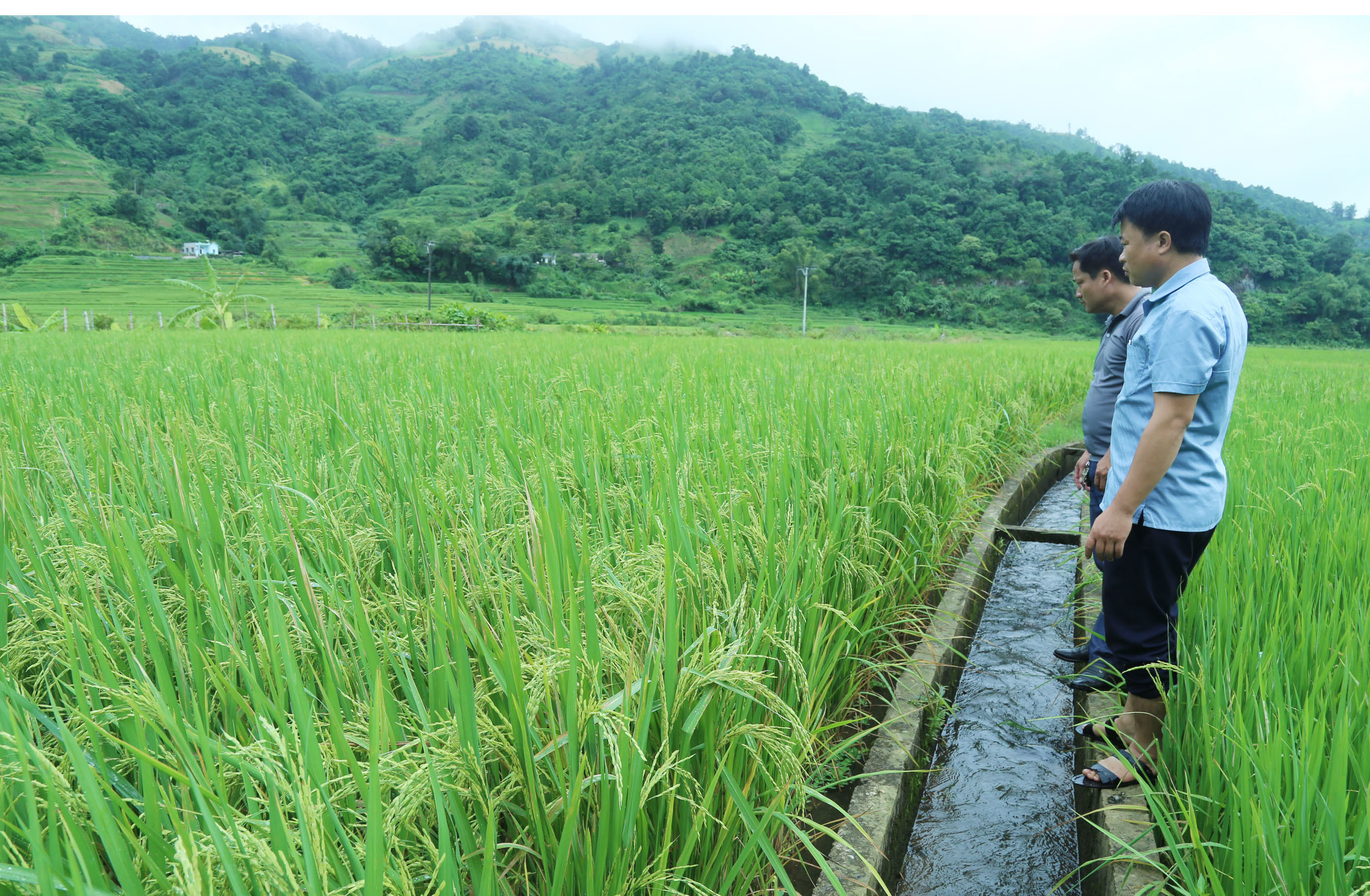 Hệ thống thủy lợi được đầu tư giúp nhiều cánh đồng ở Mường Vi có thể cấy 2 vụ lúa Séng cù/năm.