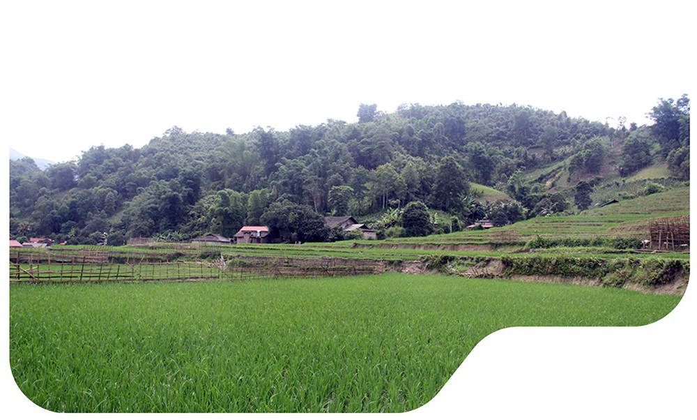 Vui buồn hương nếp Mường Bo ảnh 4