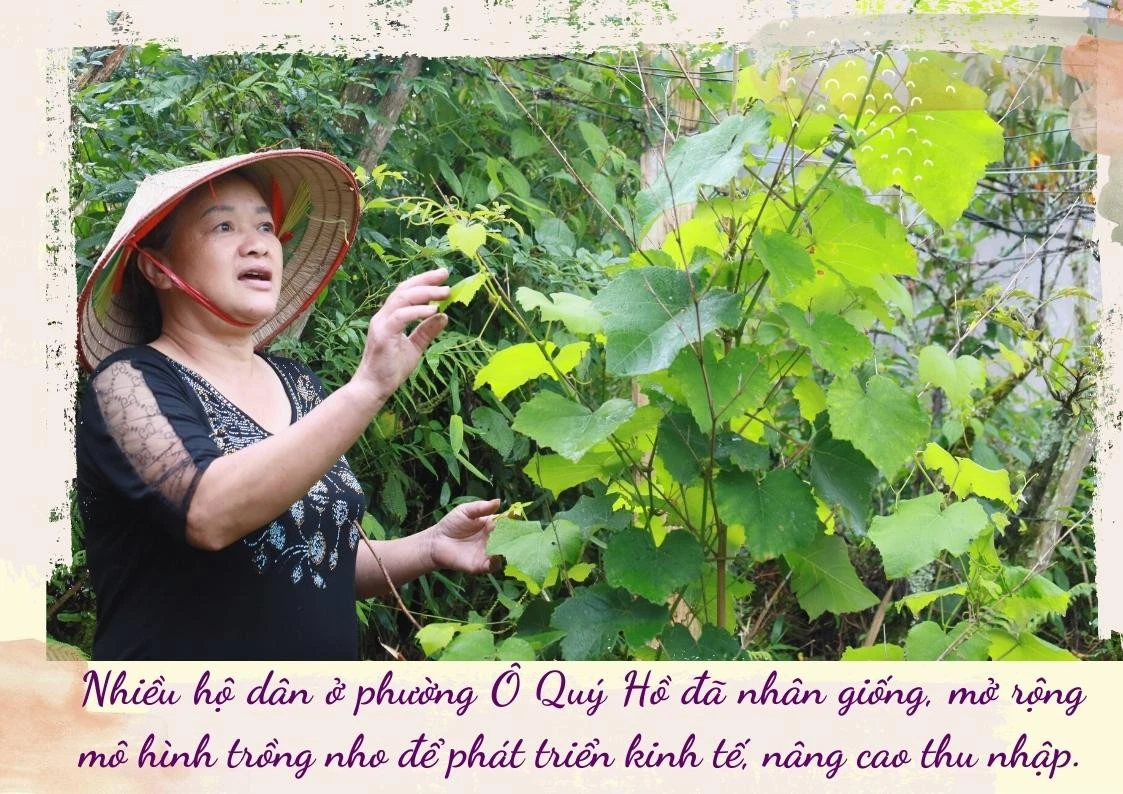 Sa Pa bảo tồn và phát triển giống nho Pháp ảnh 4 Sa Pa bảo tồn và phát triển giống nho Pháp ảnh 4