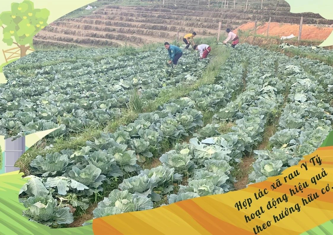 Vật tư nông nghiệp tăng giá: Thách thức mở ra cơ hội ảnh 6