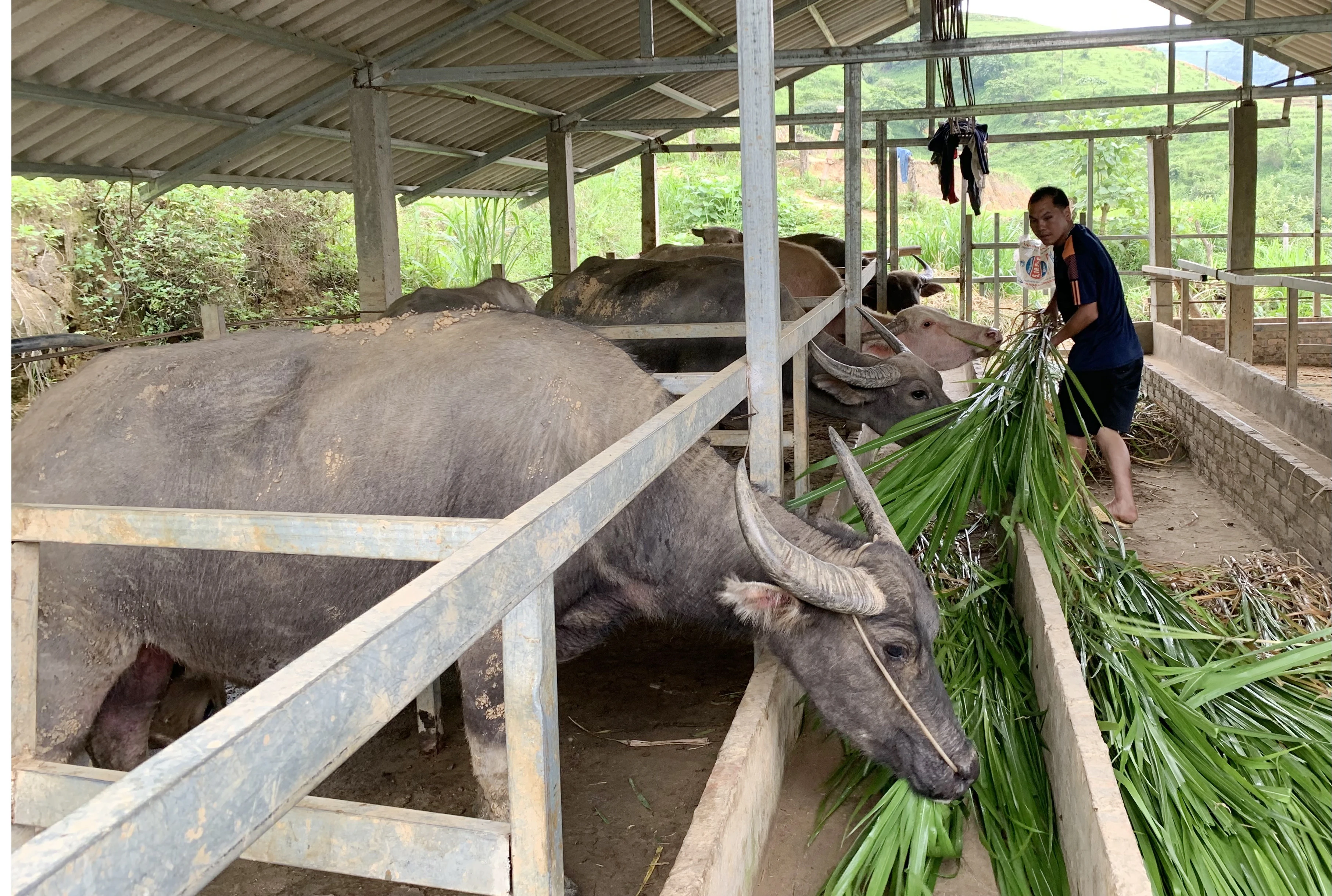Người dân tích cực phát triển chăn nuôi gia súc.