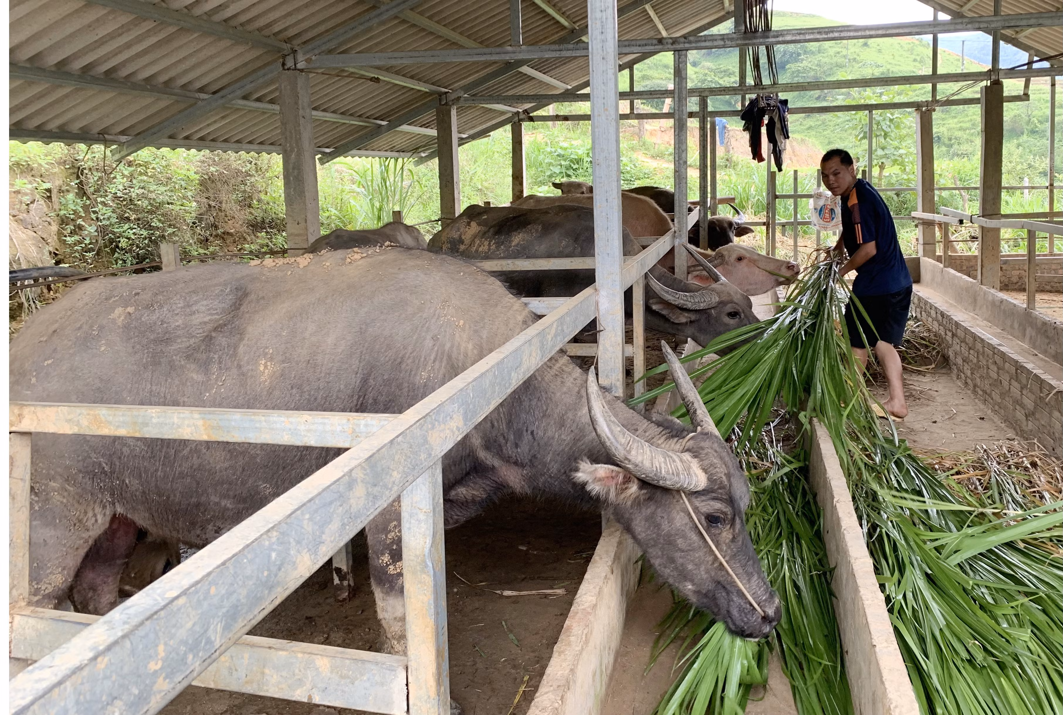 Người dân tích cực phát triển chăn nuôi gia súc.