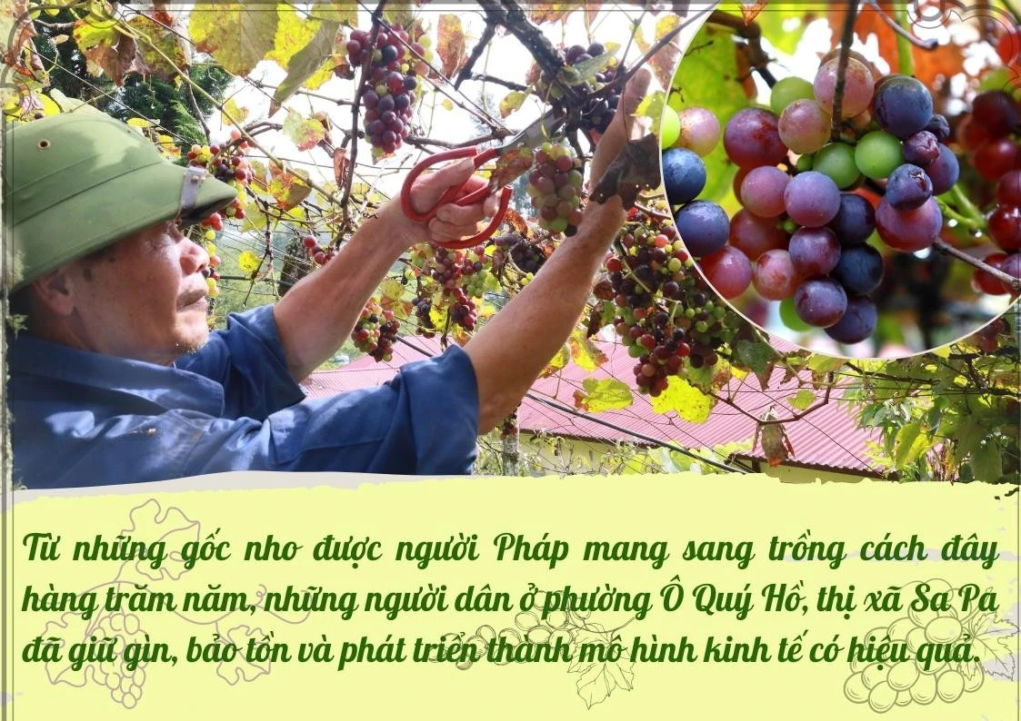 Sa Pa bảo tồn và phát triển giống nho Pháp ảnh 1 Sa Pa bảo tồn và phát triển giống nho Pháp ảnh 1