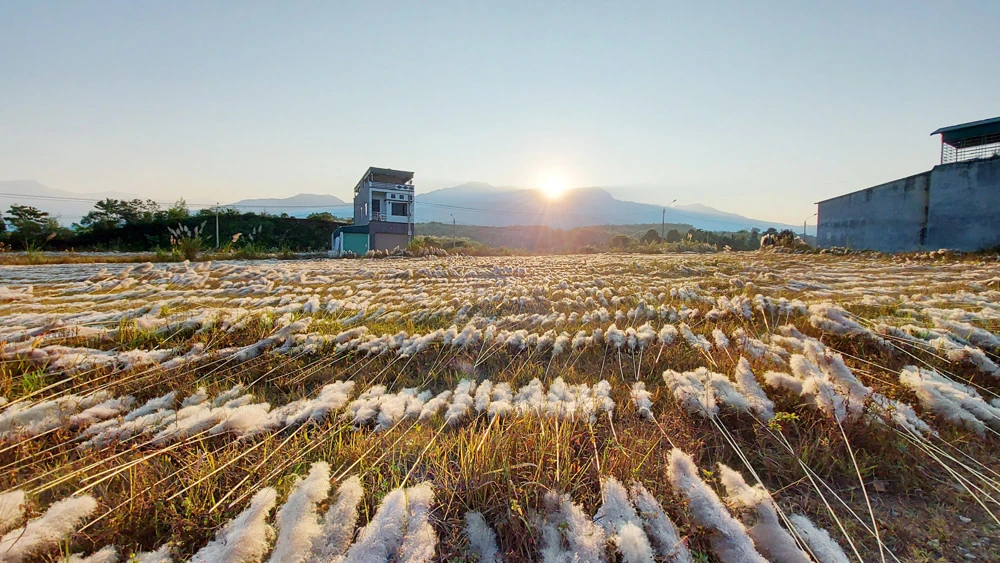 Nắng chiều trên bãi phơi lau.