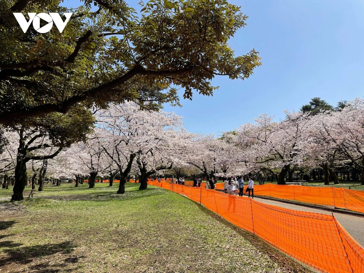 Nhật Bản là lựa chọn hàng đầu của du khách Việt ở châu Á ảnh 1