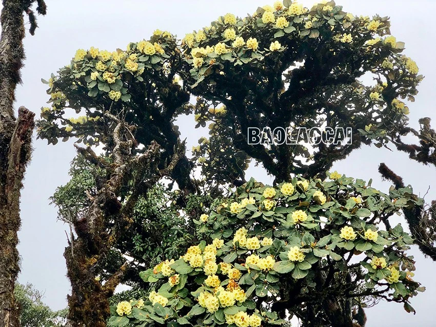 Chiêm ngưỡng vẻ đẹp “đệ nhất hoa" của núi rừng Ky Quan San ảnh 6