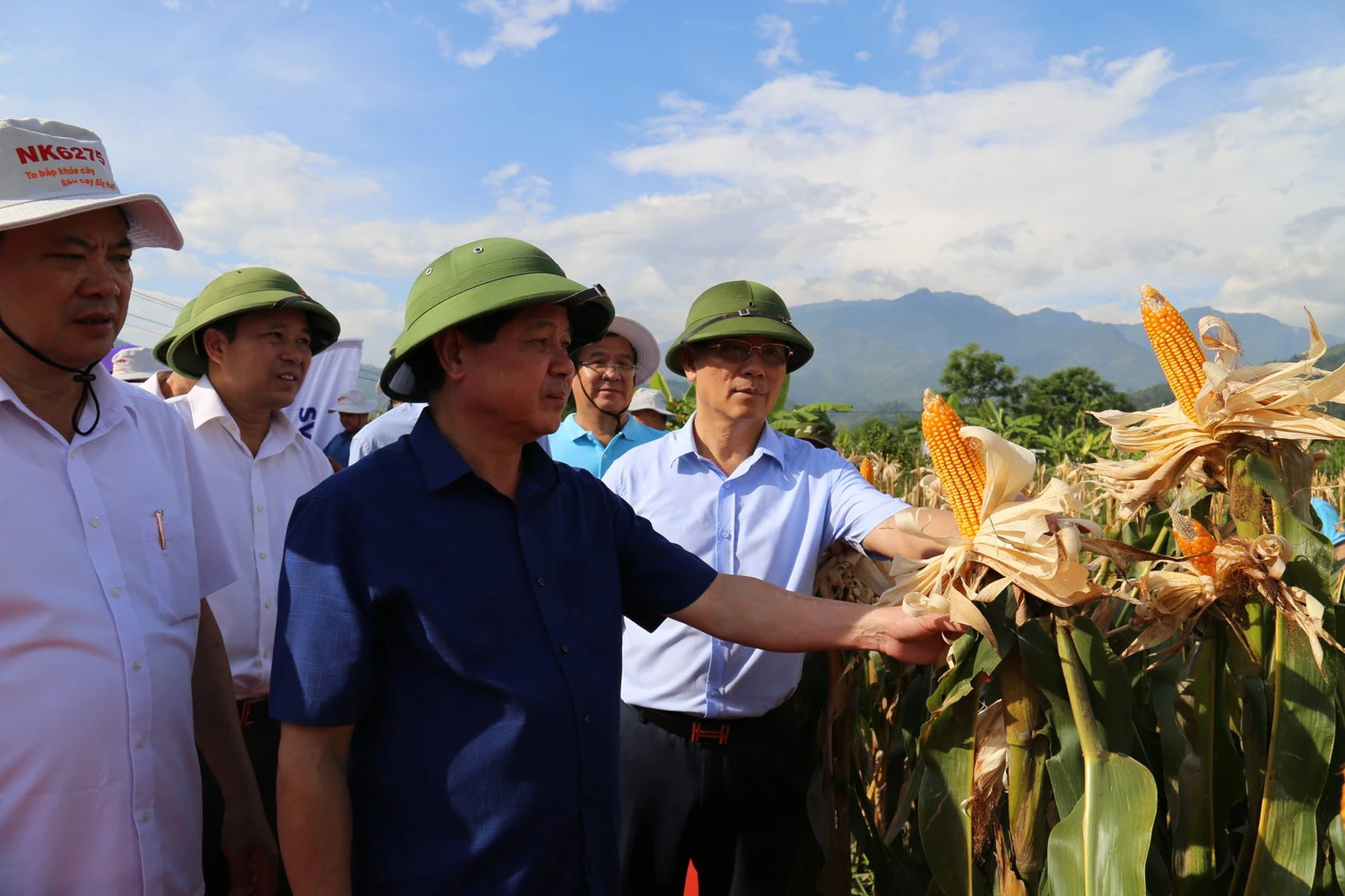 Mô hình tại Quang Kim có năng suất bình quân 8,5 - 9 tấn/ha.