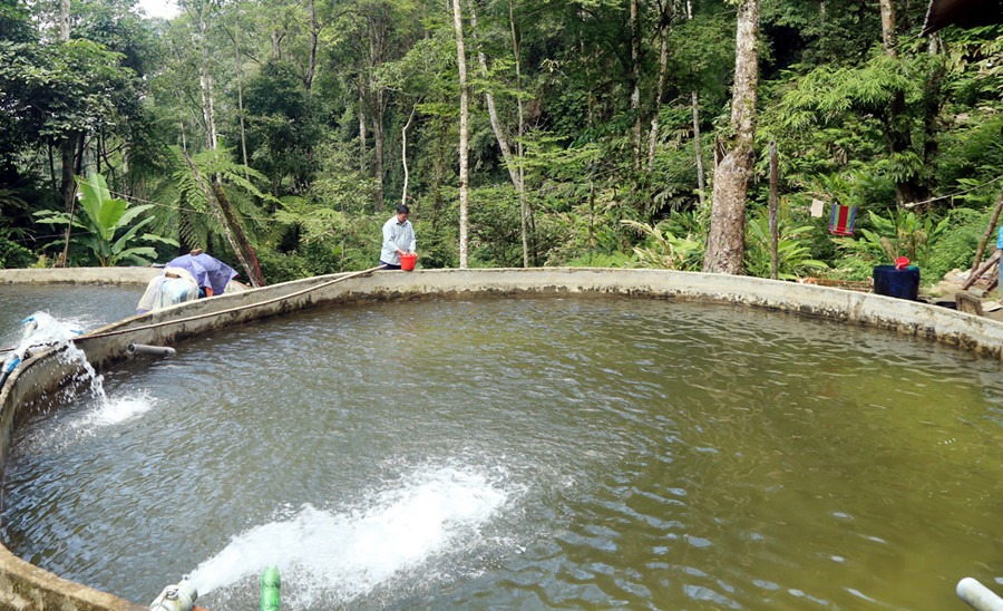 Anh Sùng A Sài nuôi cá nước lạnh để nâng cao thu nhập.