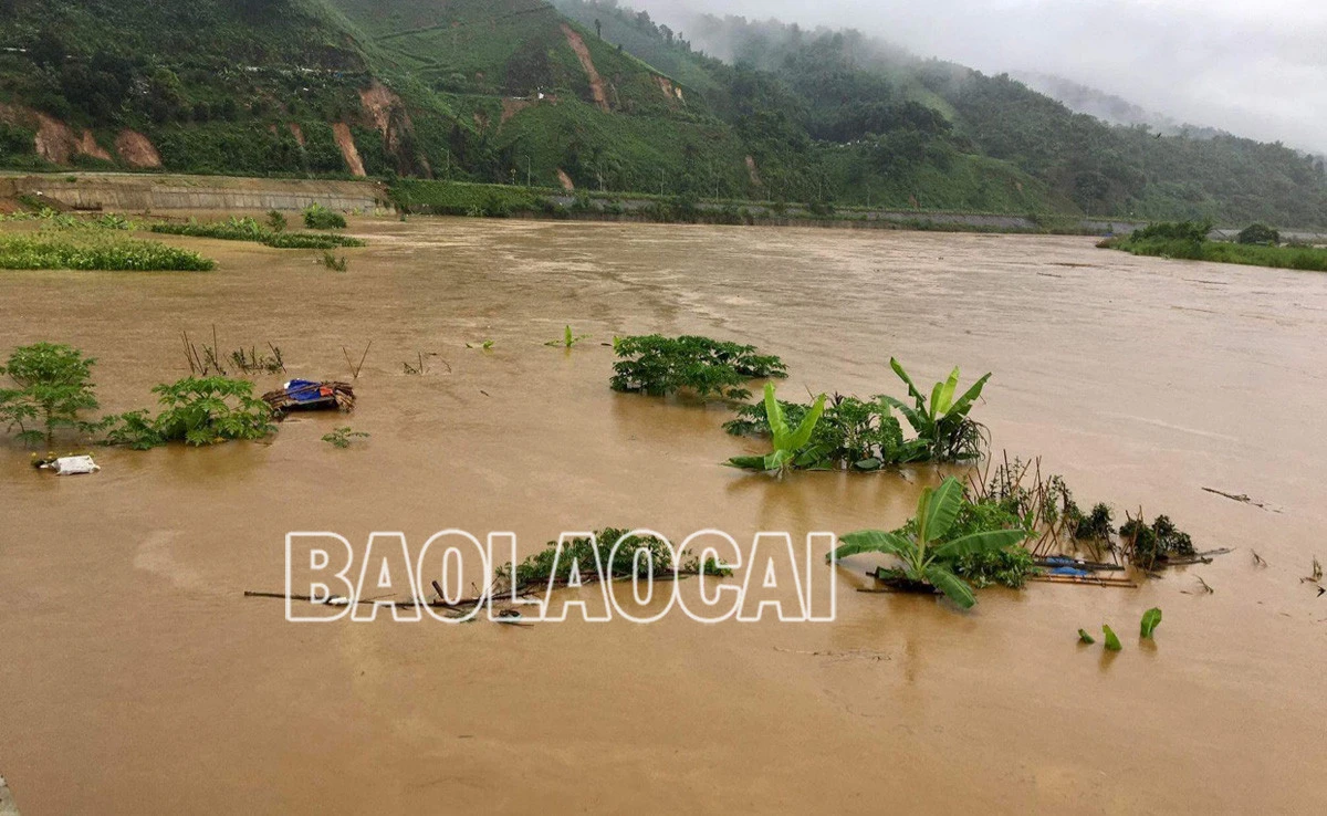 Nhiều diện tích cây rau màu ven hai bờ sông Hồng bị ngập sâu trong nước lũ. Lũ lớn đổ về cuồn cuộn trên sông Hồng khiến một số tuyến đò ngang phải dừng hoạt động. Người dân canh tác ven hai bờ sông lo lũ về làm hỏng cây rau màu.