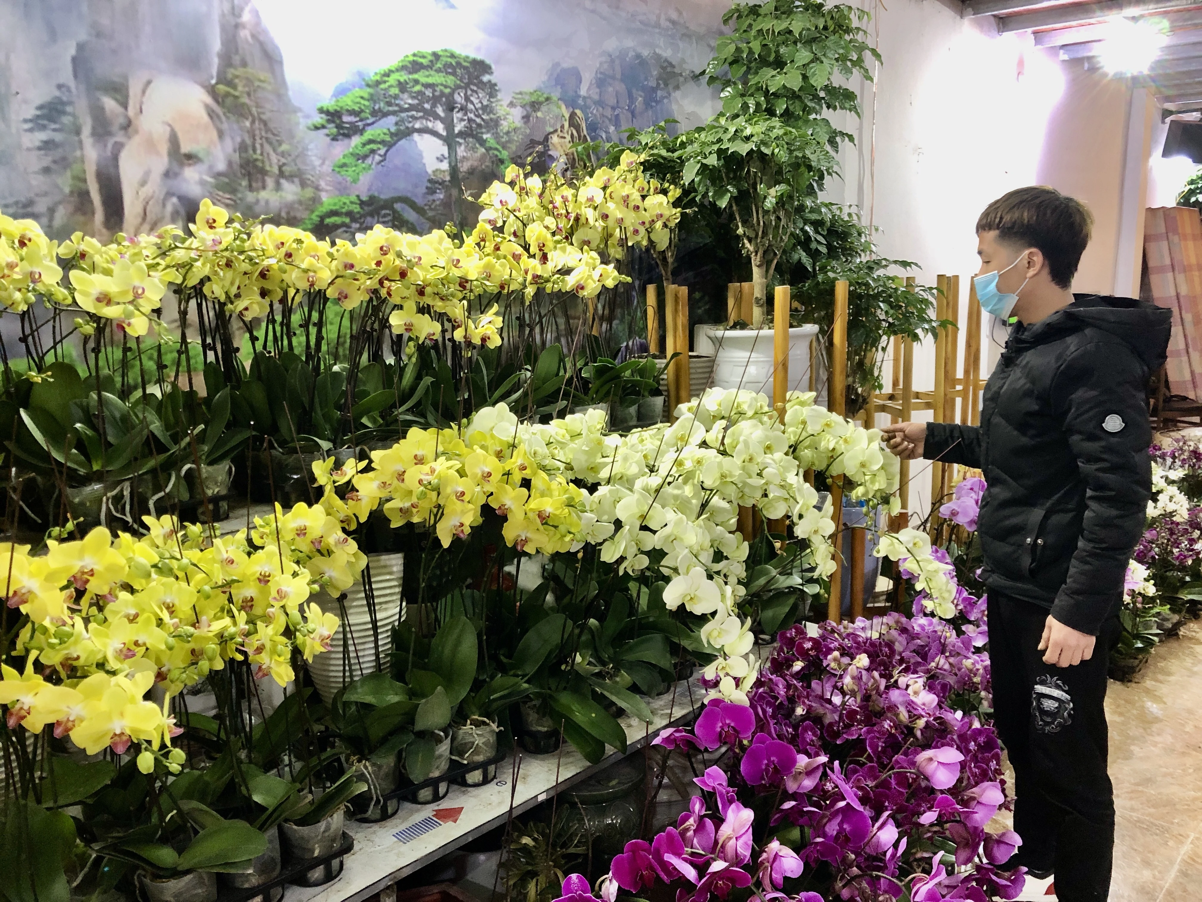 Hoa Lan rất được ưa chuộng trong dịp tết.