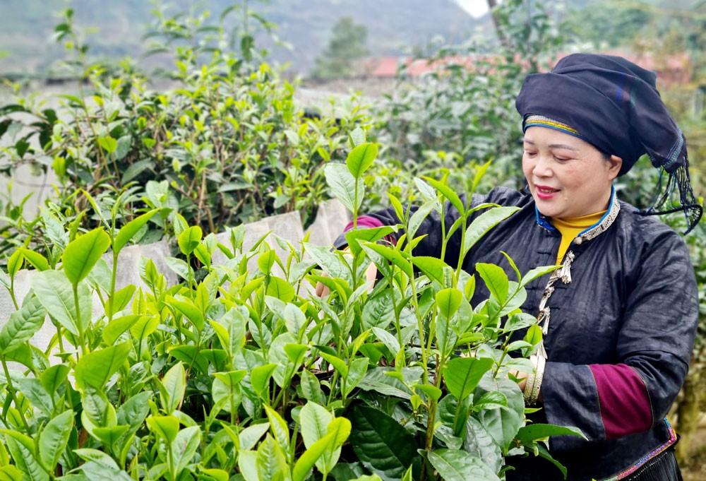 Chị Vàng Thị Xuân thu hái chè vụ xuân.