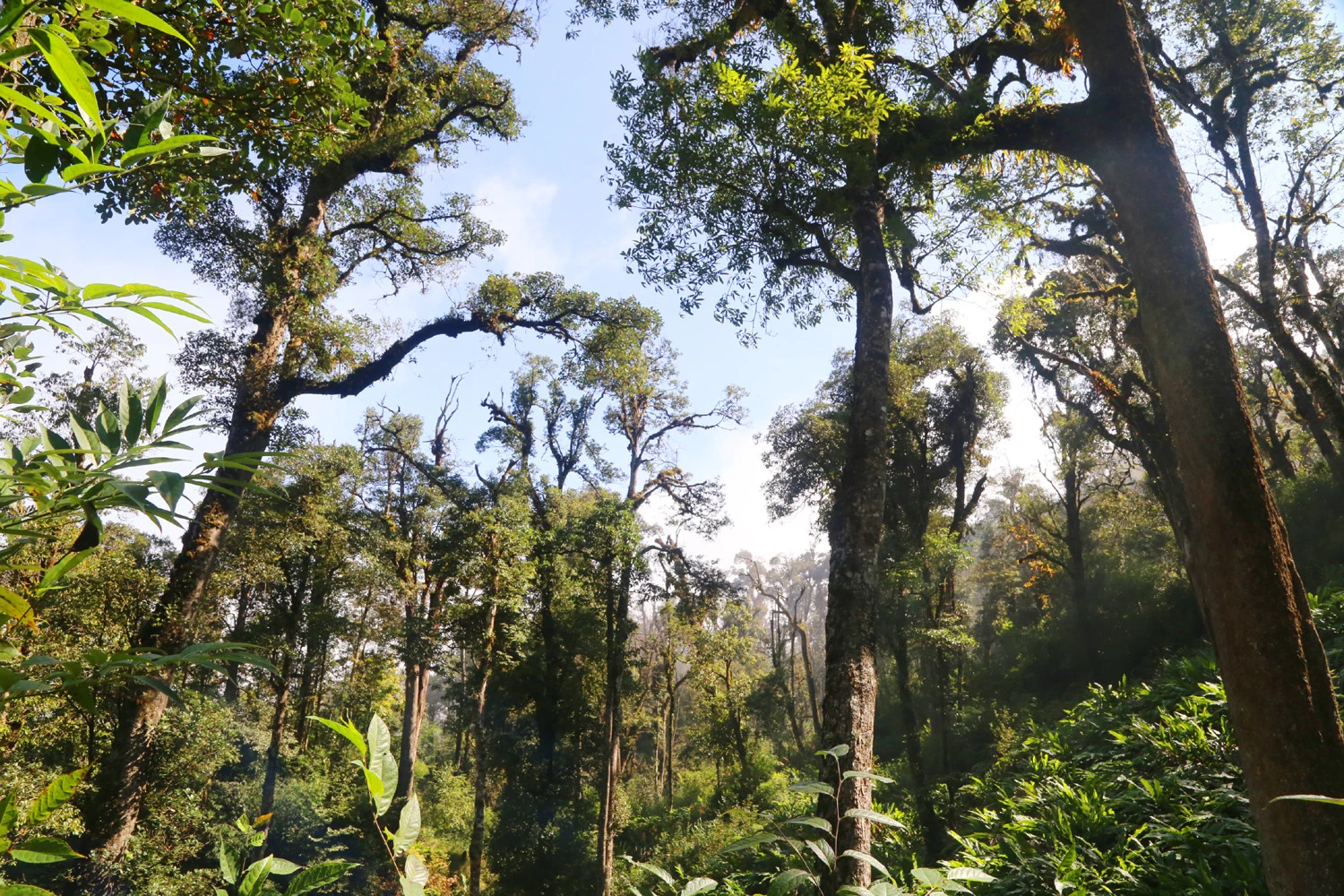 Vẻ đẹp rừng già Dền Sáng.