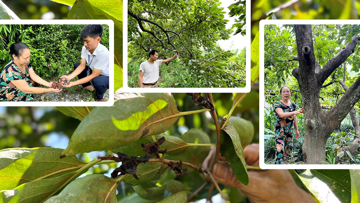 Hồng không hạt mất mùa là tình trạng chung của người dân vùng trồng hồng Văn Bàn và Bảo Yên. Hồng không hạt mất mùa là tình trạng chung của người dân vùng trồng hồng Văn Bàn và Bảo Yên.