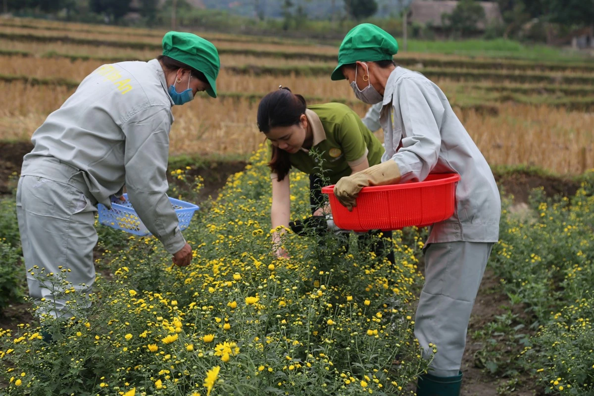 Công nhân HTX thu hái hoa để làm trà thảo mộc.