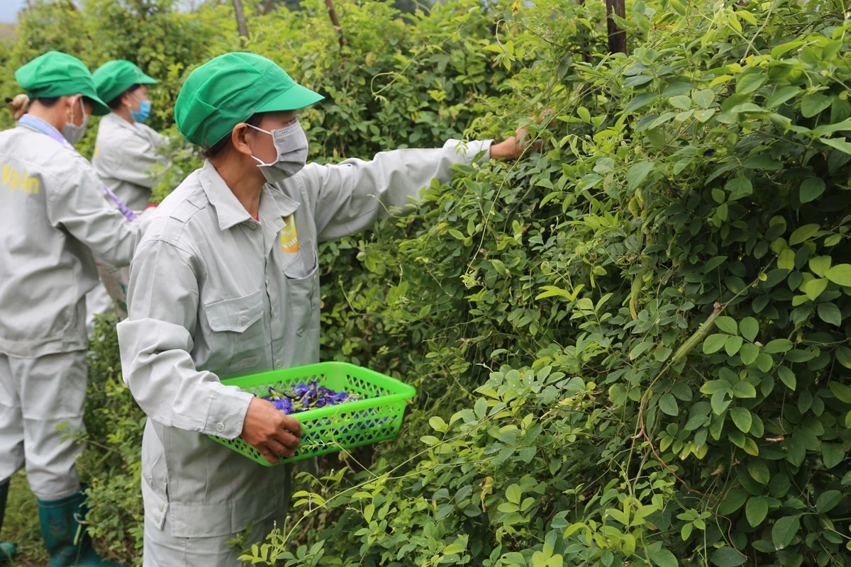 Khởi nghiệp từ trà thảo mộc ảnh 2