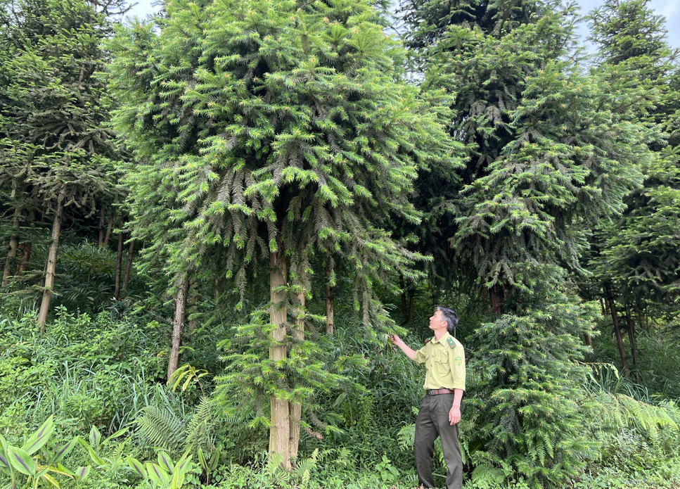 Rừng được phủ xanh tại các địa phương. Rừng được phủ xanh tại các địa phương.