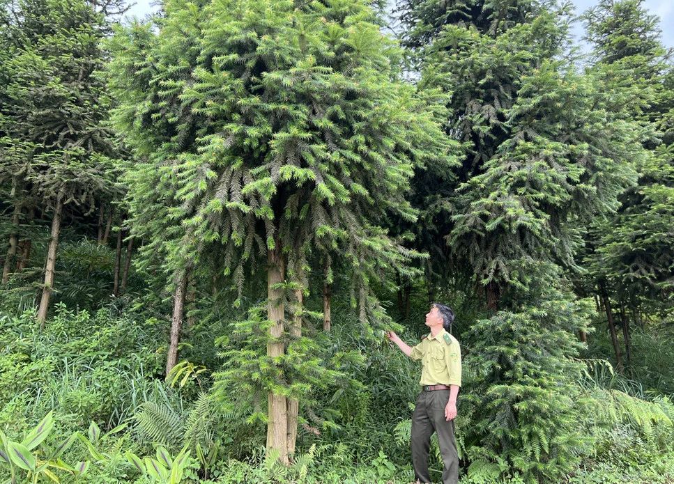 Rừng được phủ xanh tại các địa phương.